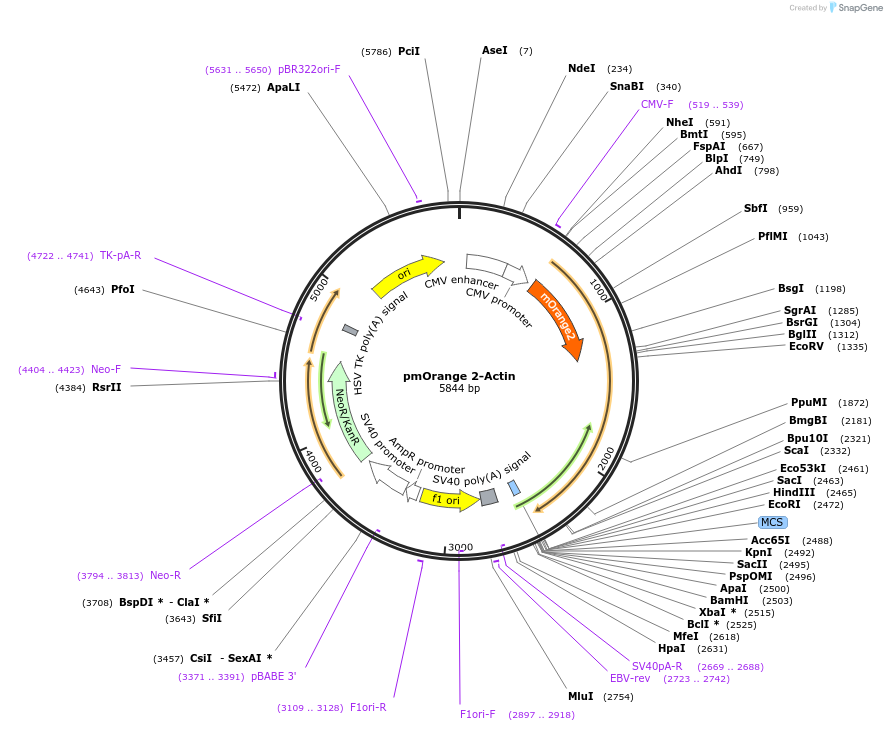 199703-plasmid-map-sequence-id-391819