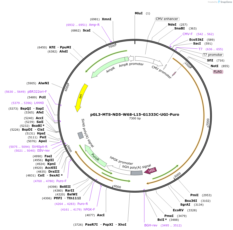 198858-plasmid-map-sequence-id-391822