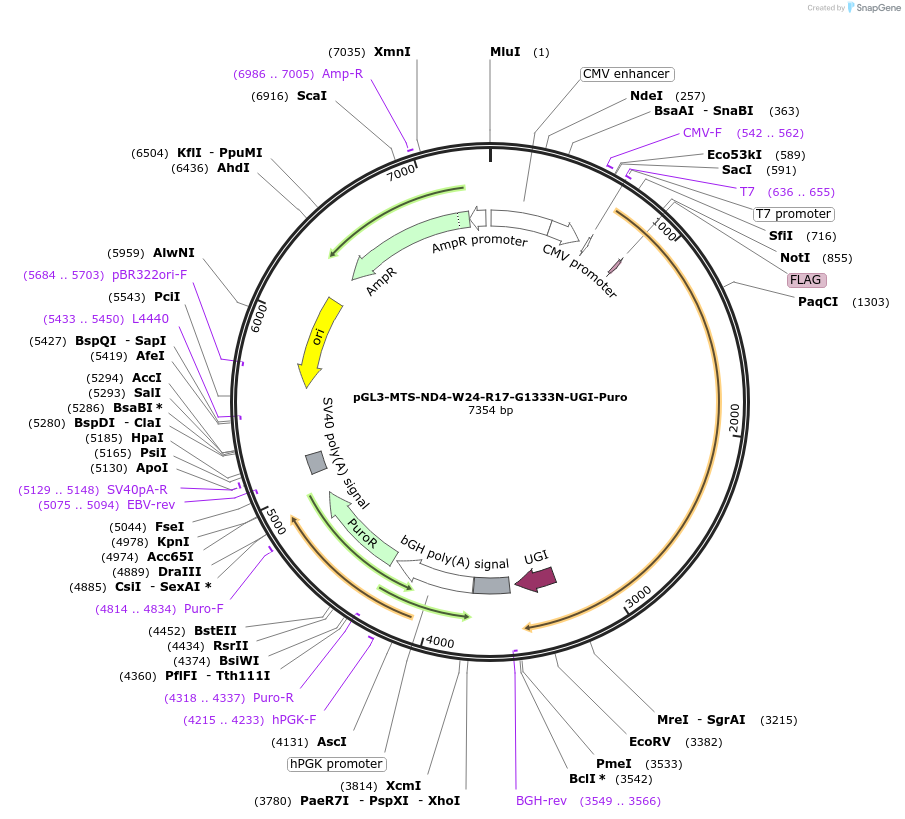 198857-plasmid-map-sequence-id-391823