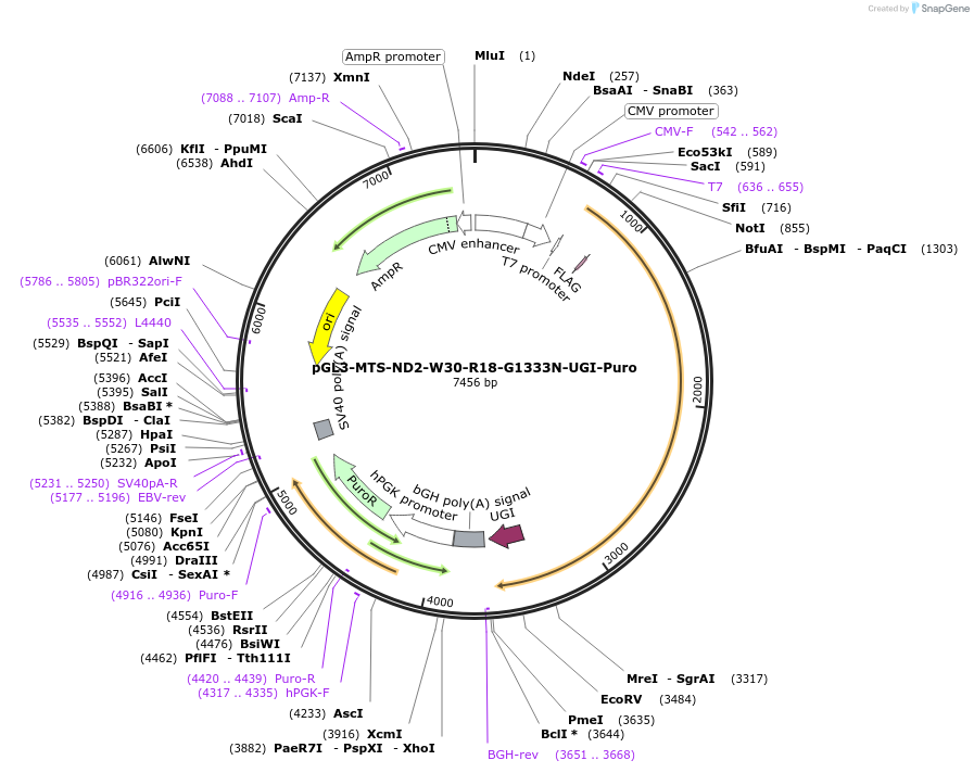 198853-plasmid-map-sequence-id-391824
