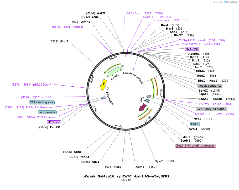 199496-plasmid-map-sequence-id-391827