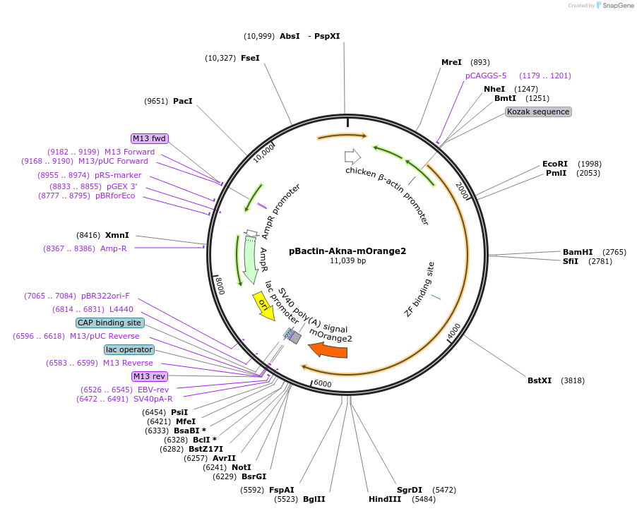 196865-plasmid-map-sequence-id-391834