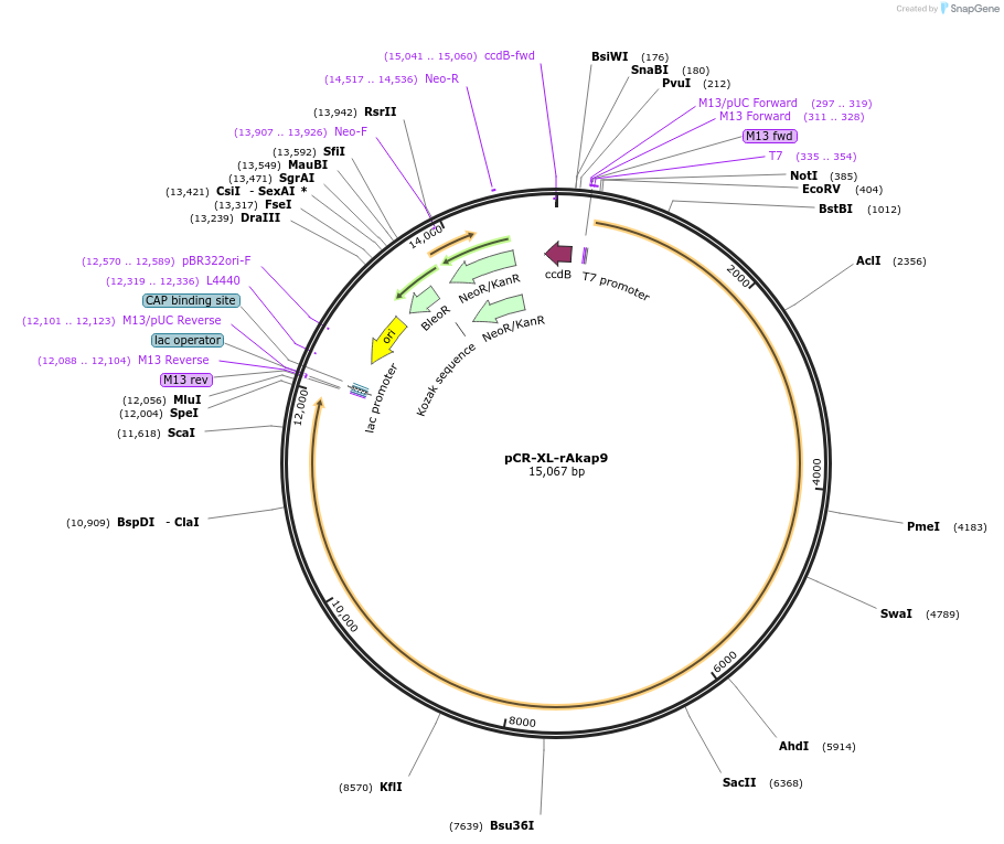 196867-plasmid-map-sequence-id-391837