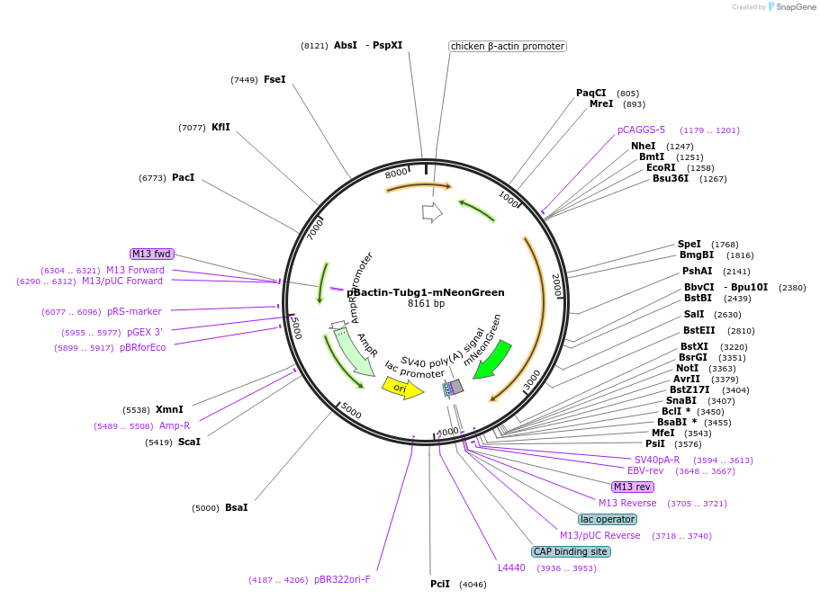 196869-plasmid-map-sequence-id-391839