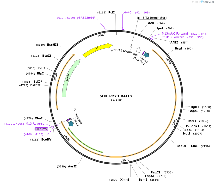198578-plasmid-map-sequence-id-391862