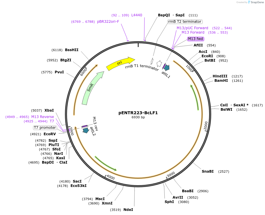 198581-plasmid-map-sequence-id-391865