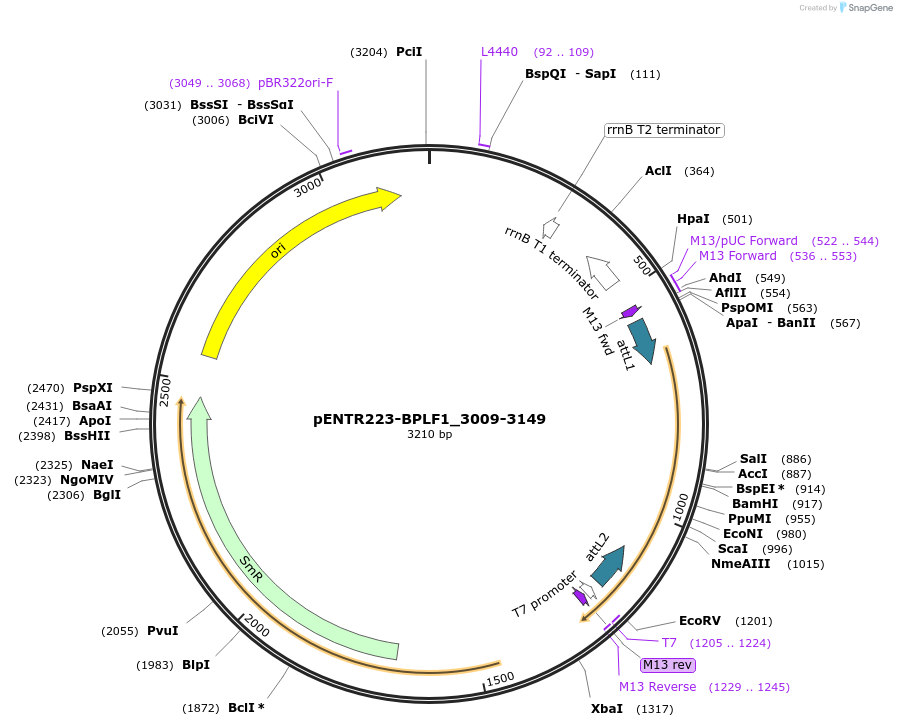 198587-plasmid-map-sequence-id-391872