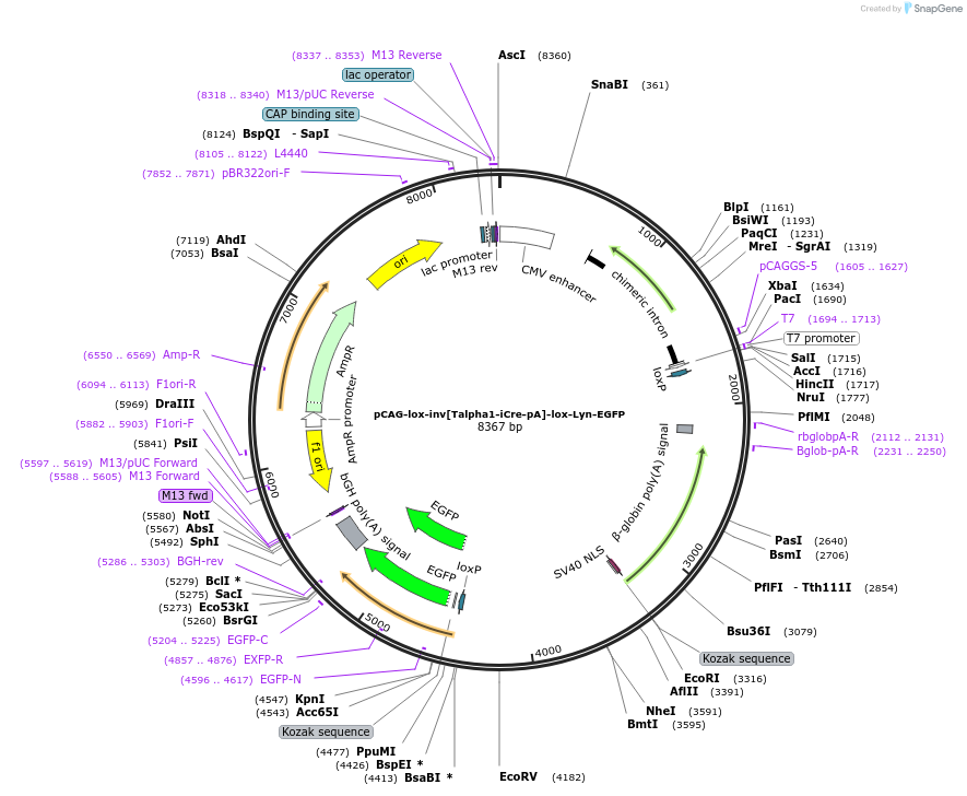 196875-plasmid-map-sequence-id-391875