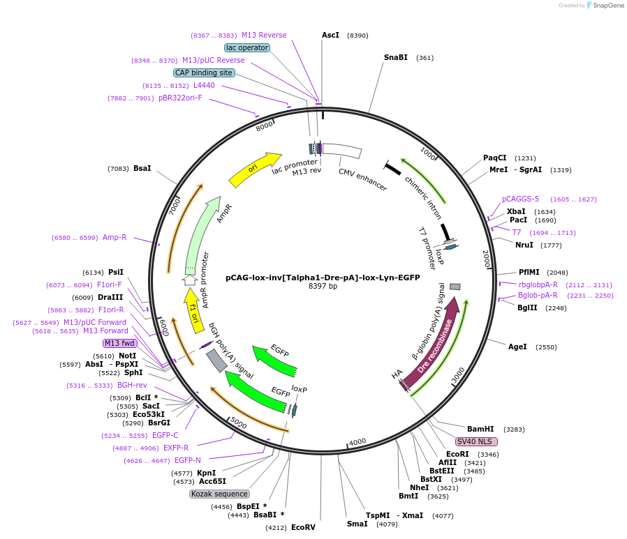 196876-plasmid-map-sequence-id-391879