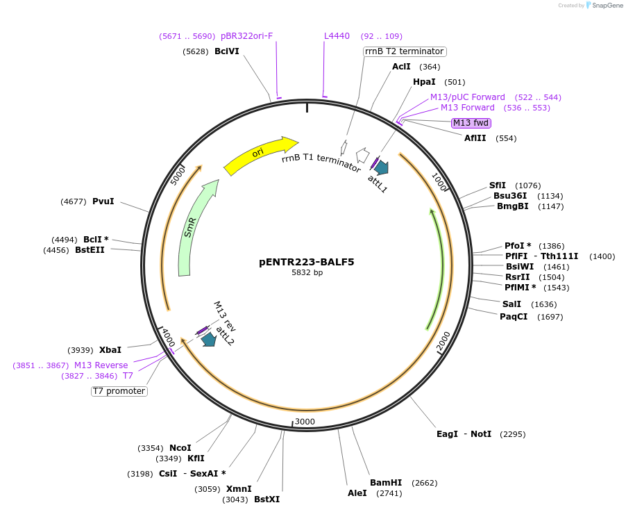 198577-plasmid-map-sequence-id-391895