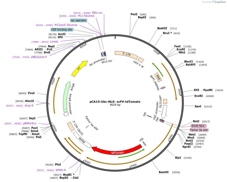 199446-plasmid-map-sequence-id-391907