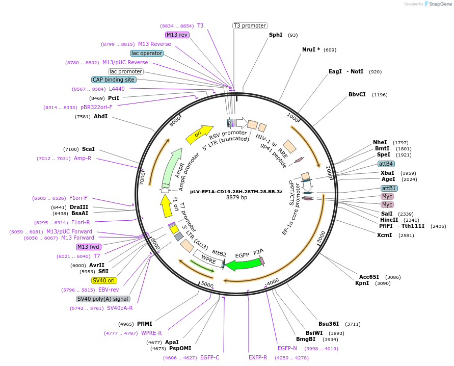 200680-plasmid-map-sequence-id-391913