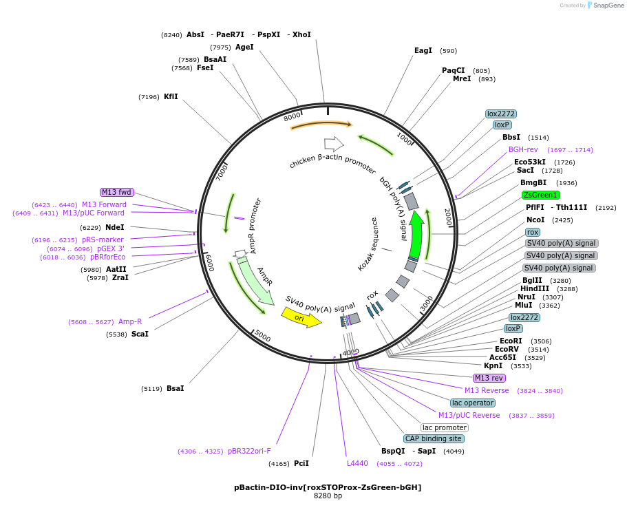 196886-plasmid-map-sequence-id-391919