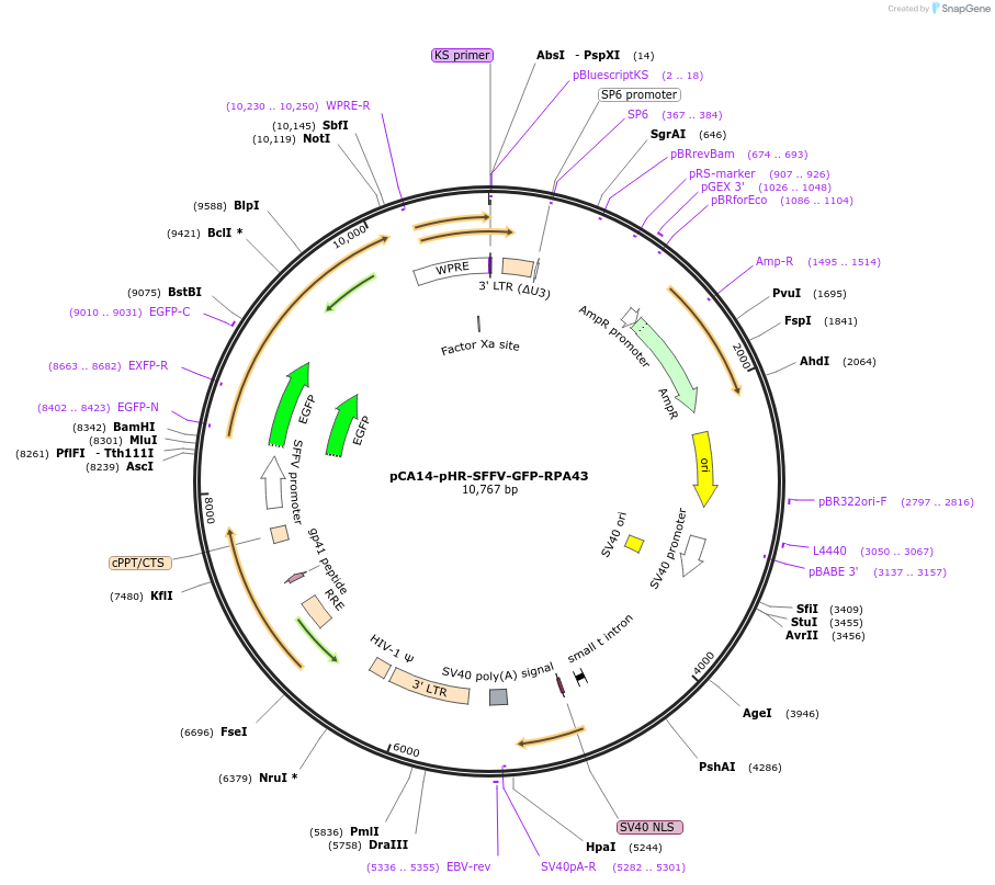 199445-plasmid-map-sequence-id-391921
