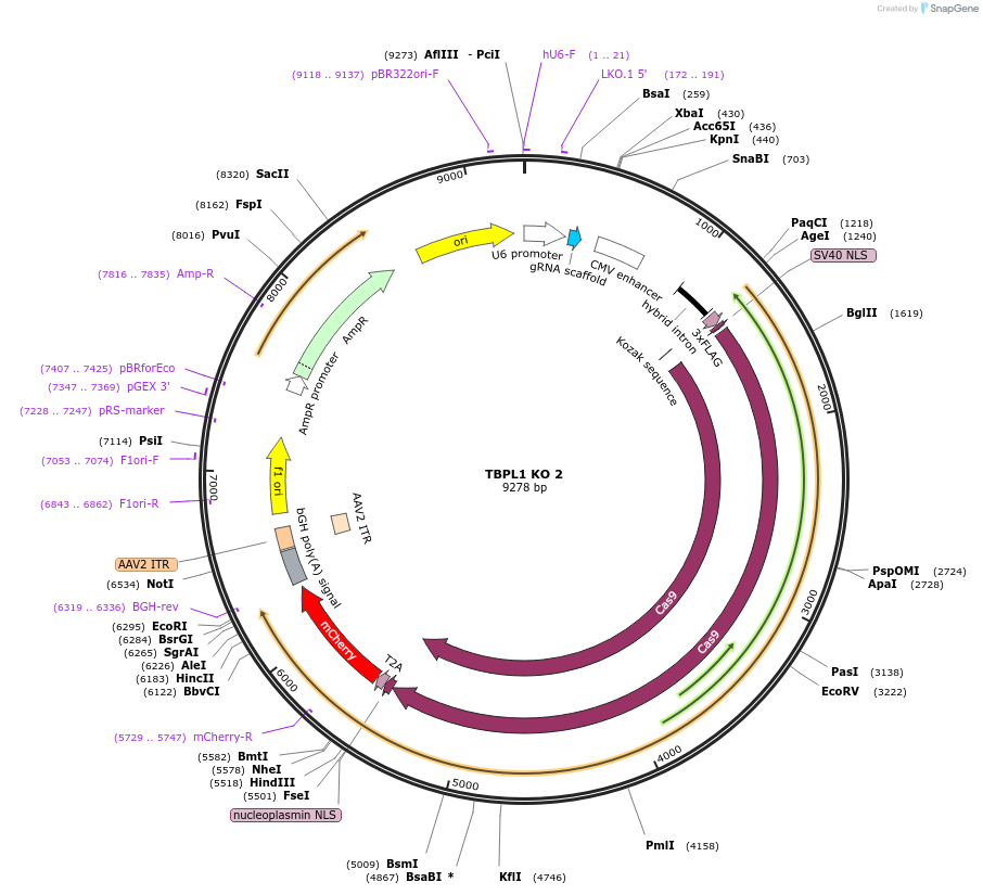 200211-plasmid-map-sequence-id-391929