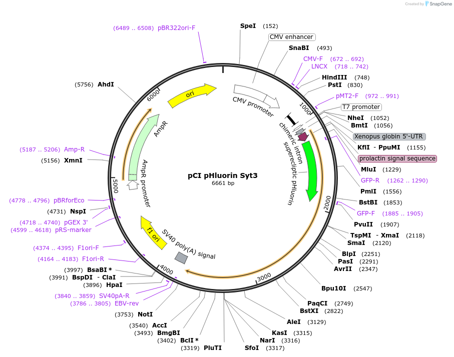184504-plasmid-map-sequence-id-391935