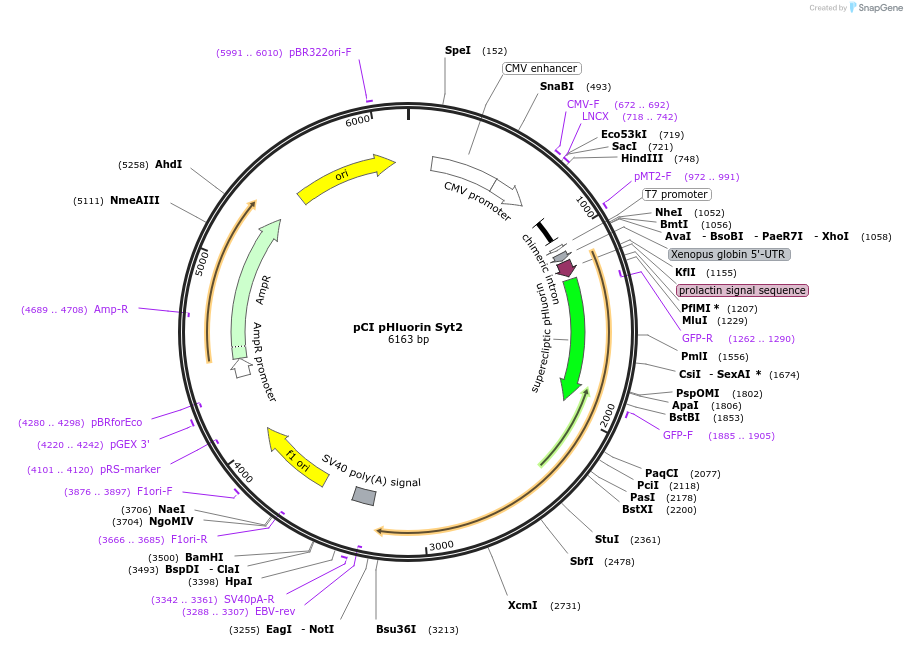 184503-plasmid-map-sequence-id-391942