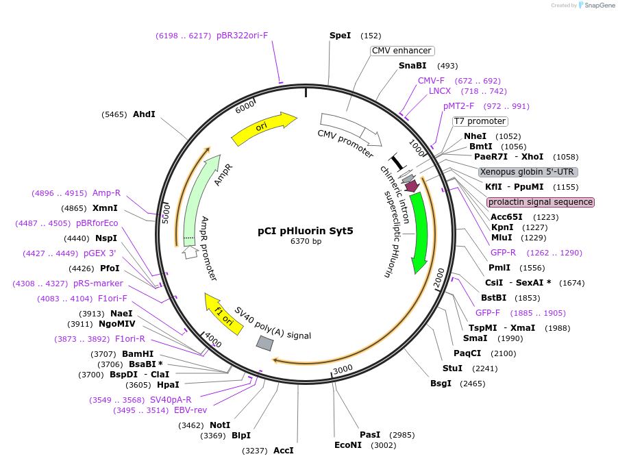 184506-plasmid-map-sequence-id-391947