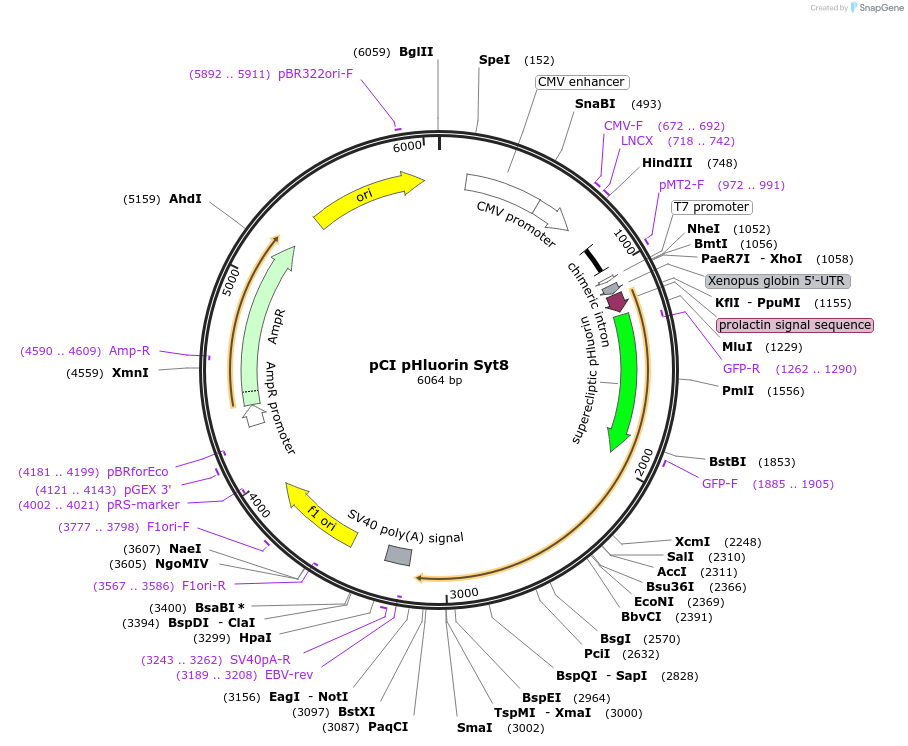 184509-plasmid-map-sequence-id-391948