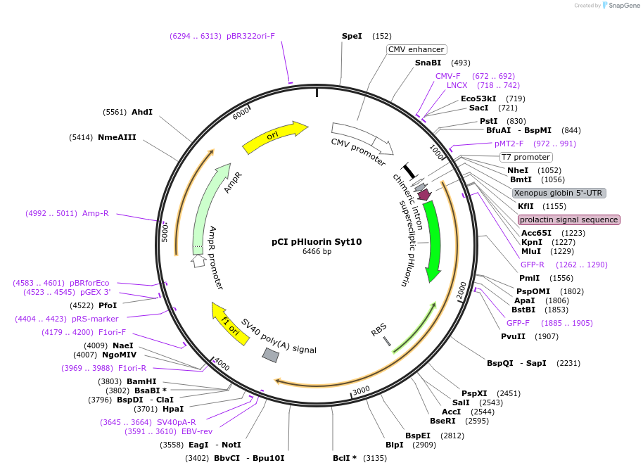 184511-plasmid-map-sequence-id-391950