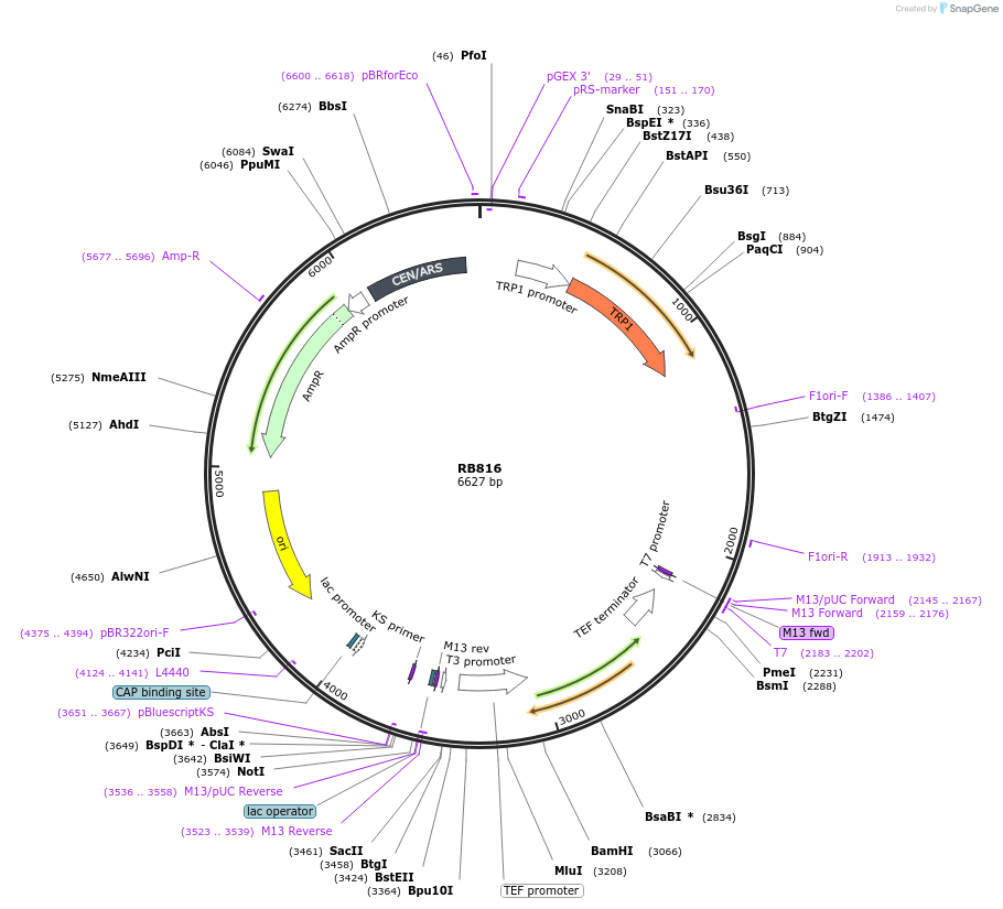 199144-plasmid-map-sequence-id-392003