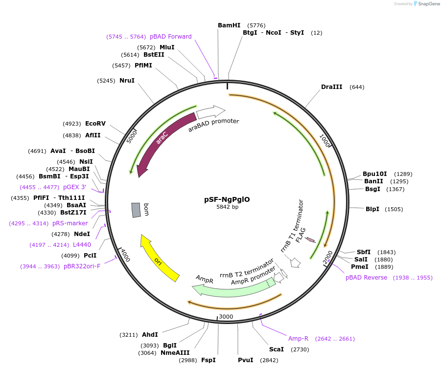 198204-plasmid-map-sequence-id-392030