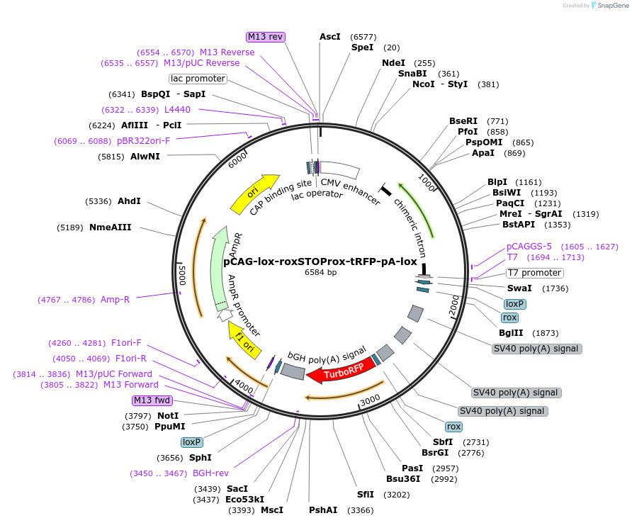 196888-plasmid-map-sequence-id-392038