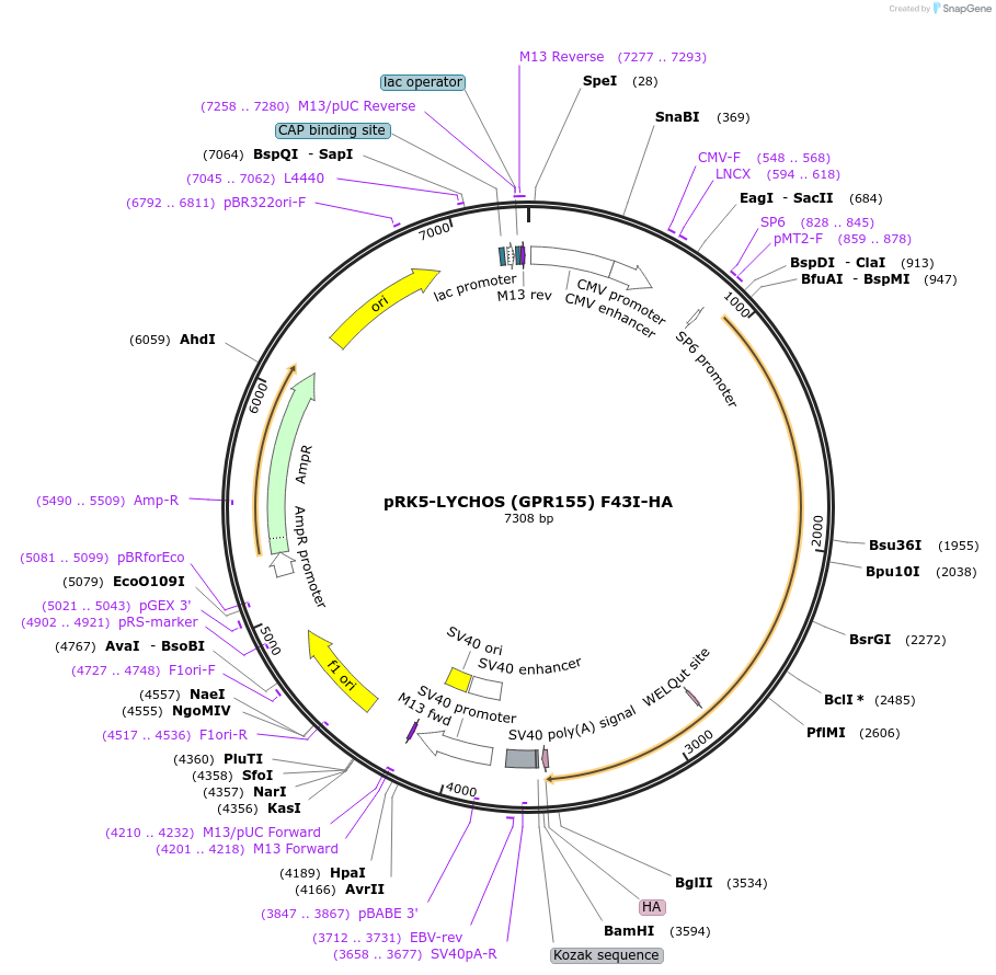 199674-plasmid-map-sequence-id-392053