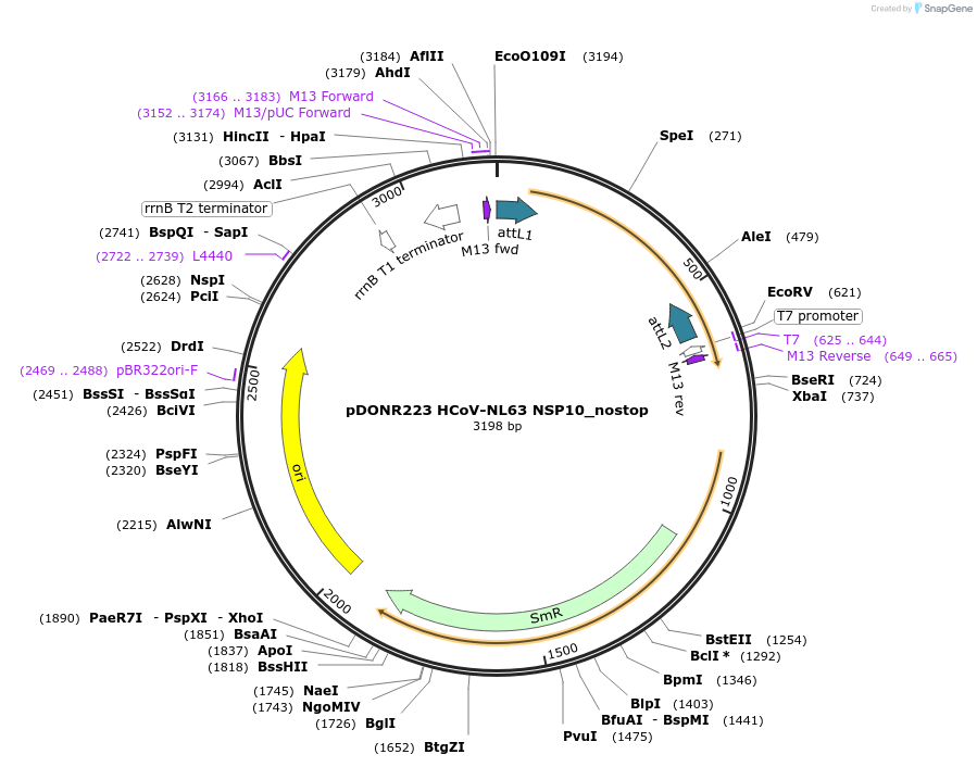 168658-plasmid-map-sequence-id-392091