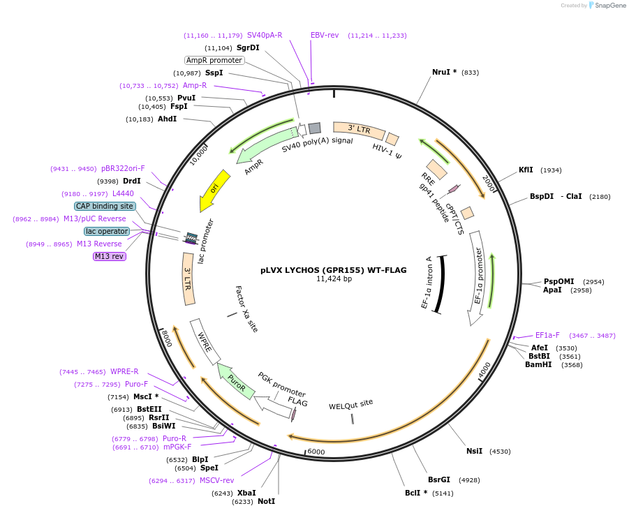 199633-plasmid-map-sequence-id-392103