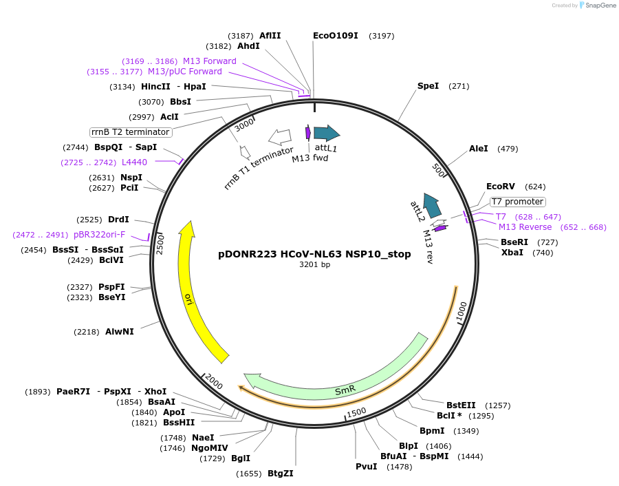 168676-plasmid-map-sequence-id-392110