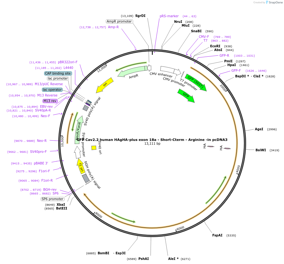198915-plasmid-map-sequence-id-392113