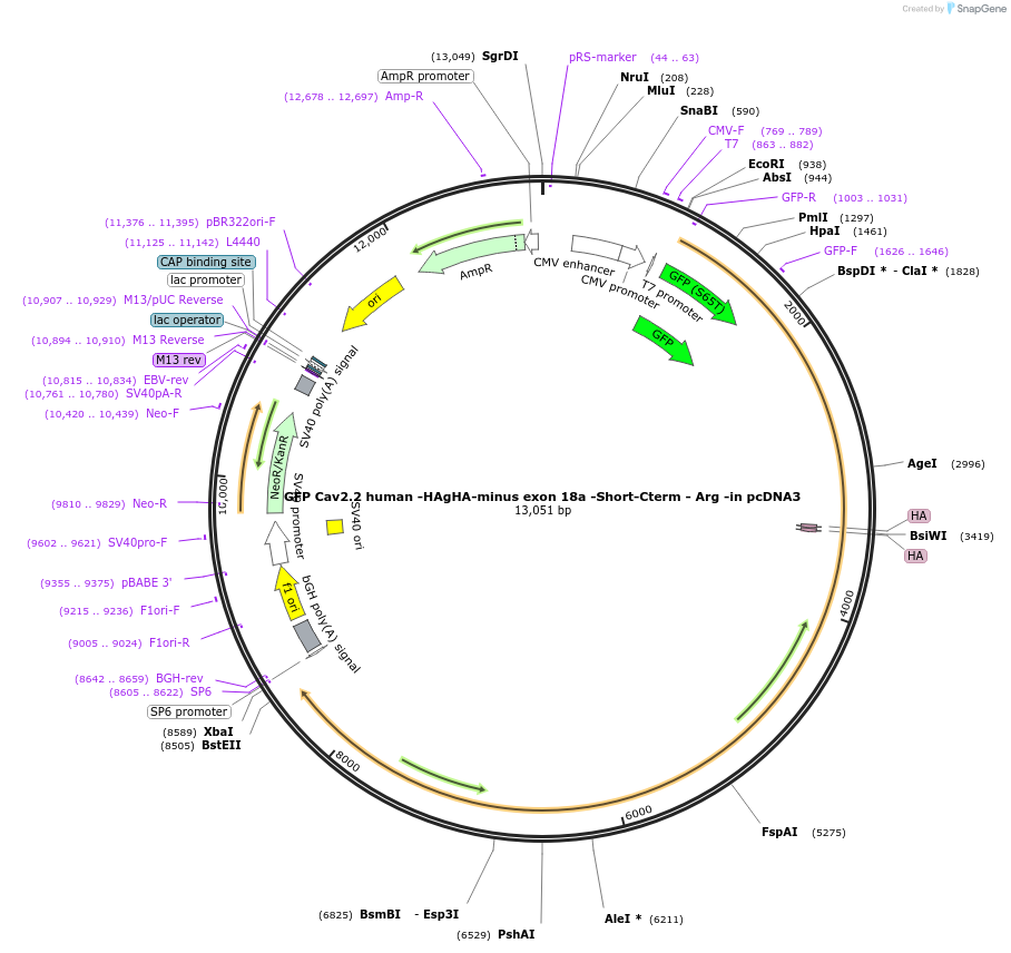 198916-plasmid-map-sequence-id-392115