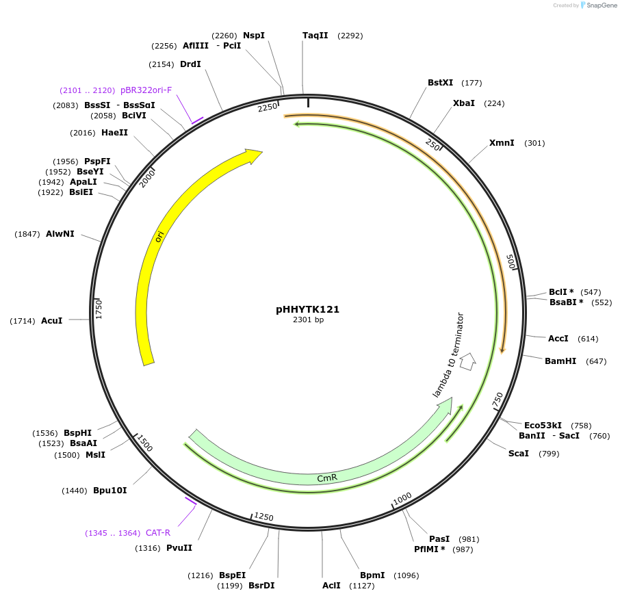 200145-plasmid-map-sequence-id-392124