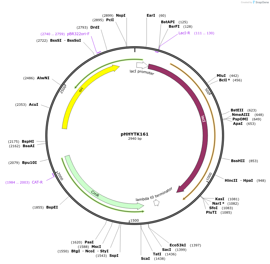200155-plasmid-map-sequence-id-392125