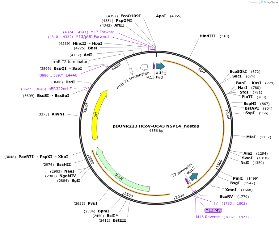 168698-plasmid-map-sequence-id-392126