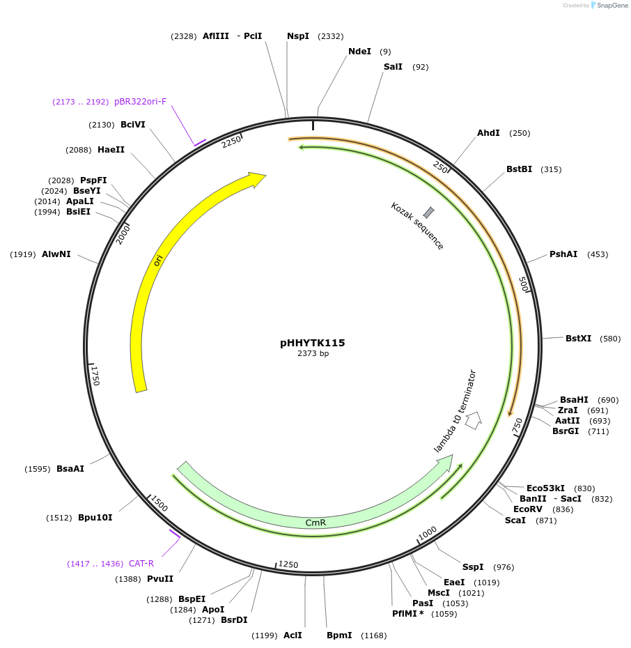 200148-plasmid-map-sequence-id-392127