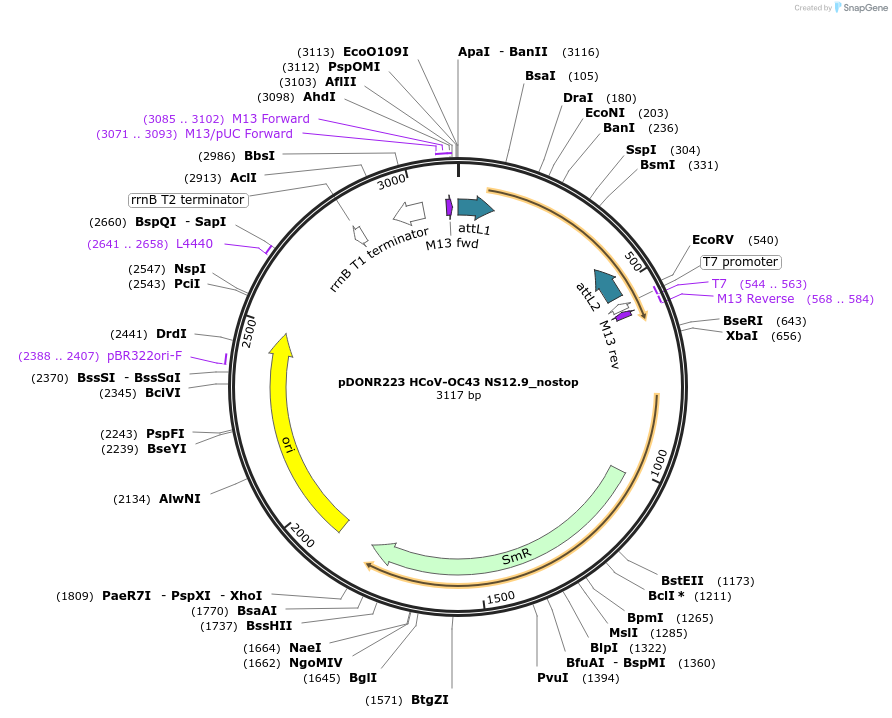 168704-plasmid-map-sequence-id-392129