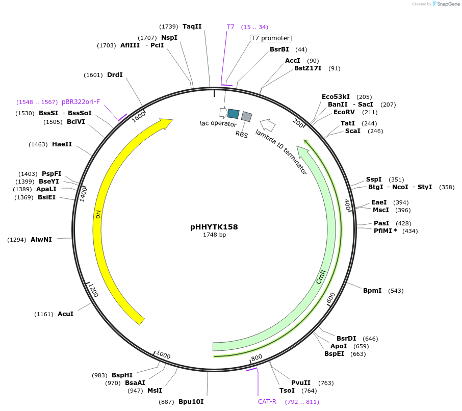 200152-plasmid-map-sequence-id-392130