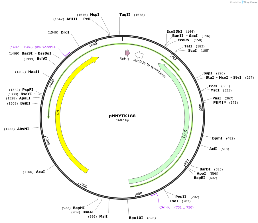 200156-plasmid-map-sequence-id-392131