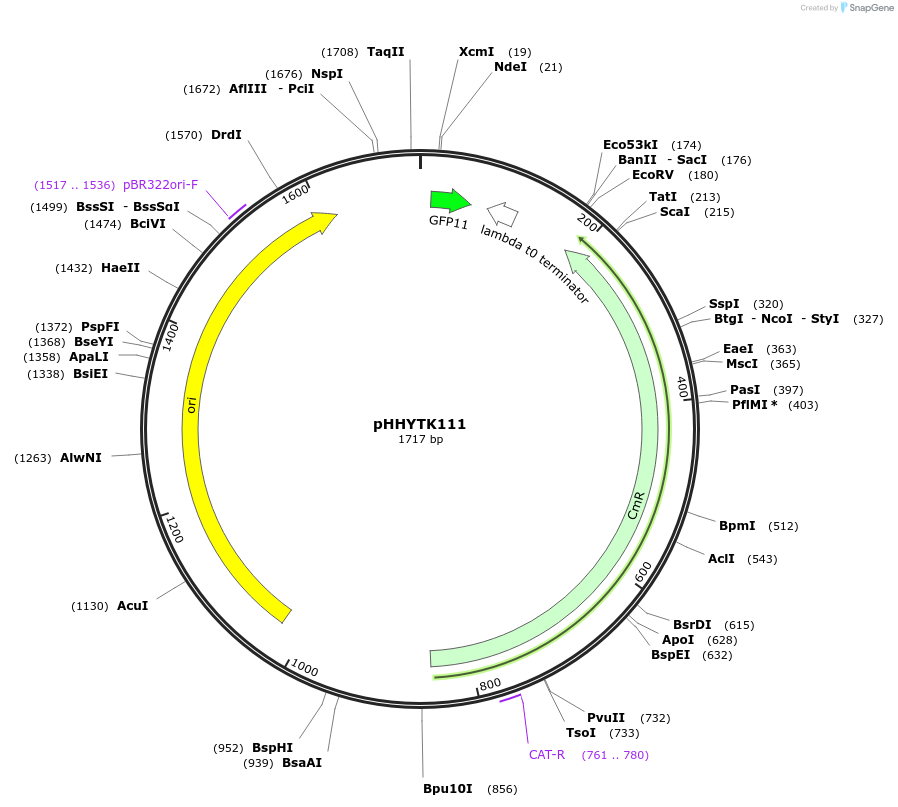 200142-plasmid-map-sequence-id-392134