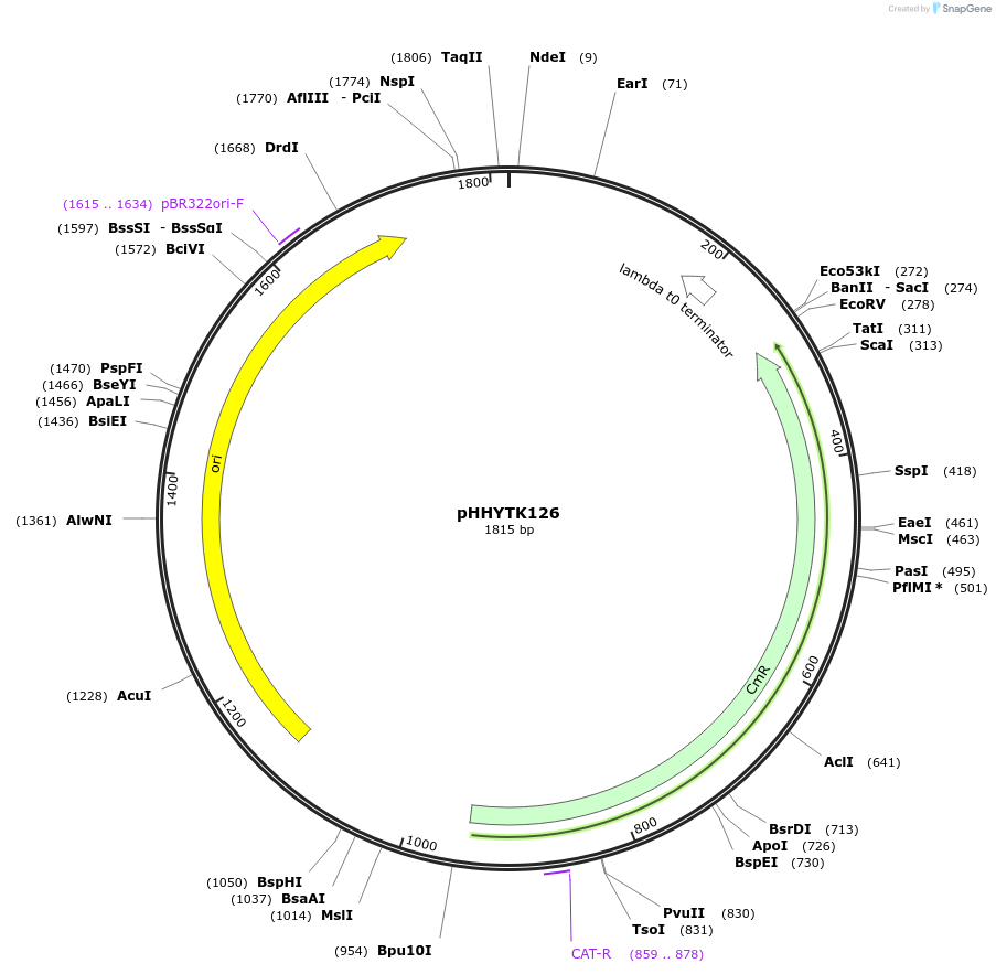 200138-plasmid-map-sequence-id-392141