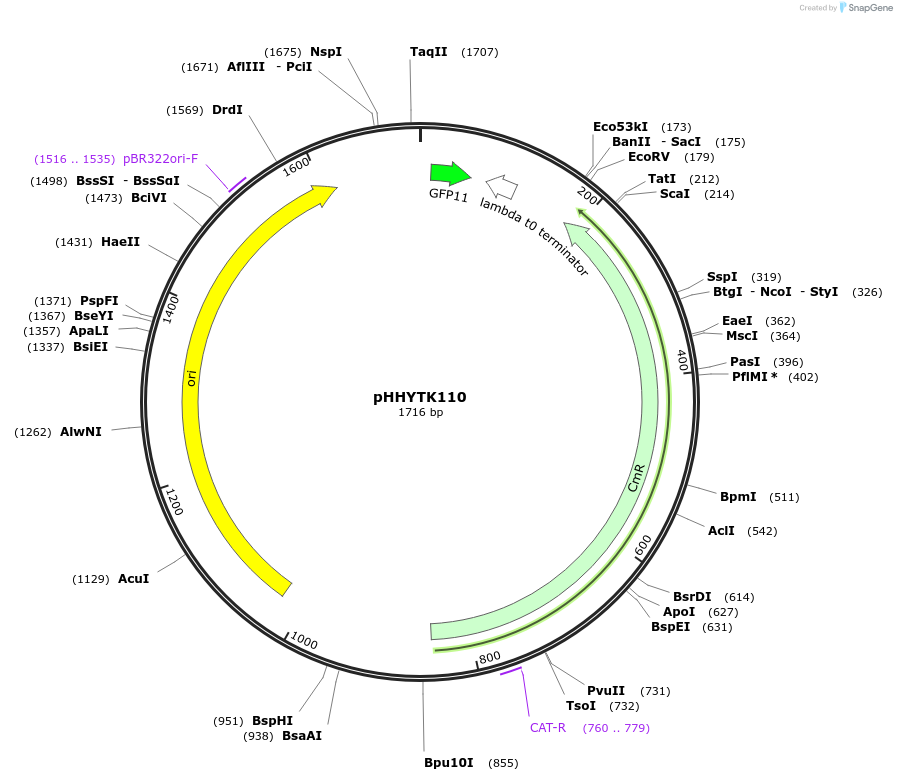 200141-plasmid-map-sequence-id-392142