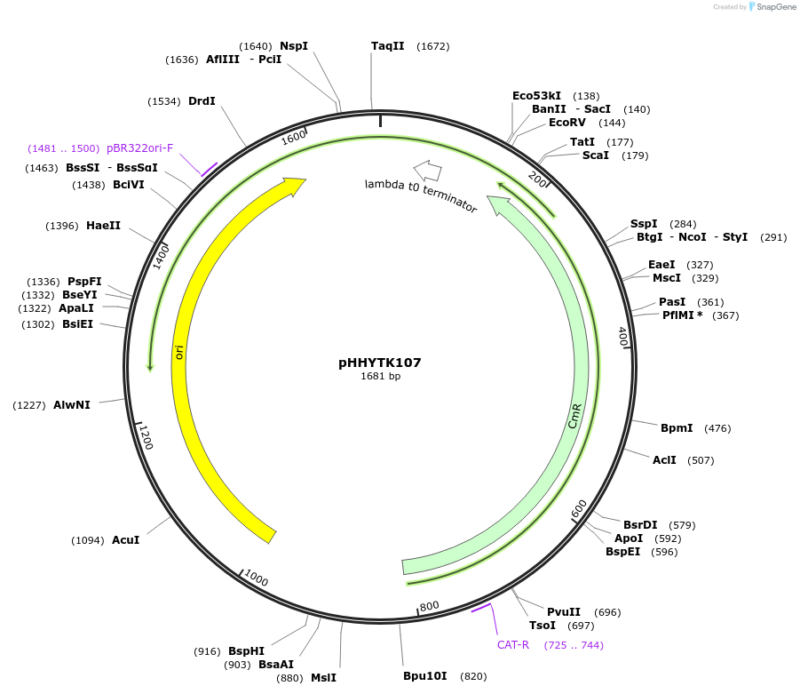 200133-plasmid-map-sequence-id-392146