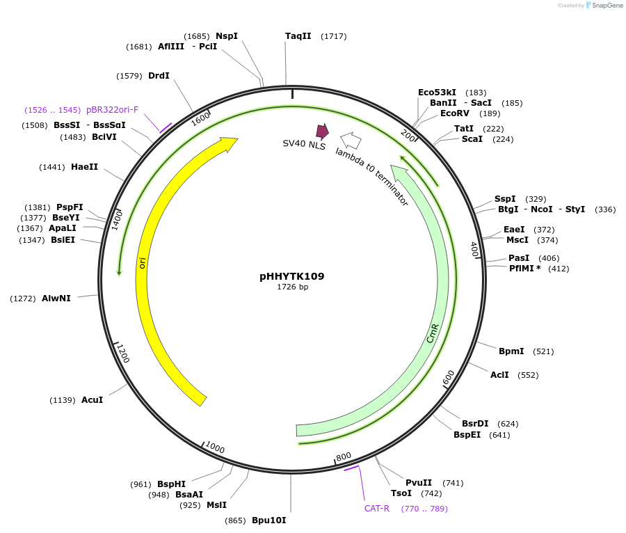 200135-plasmid-map-sequence-id-392149