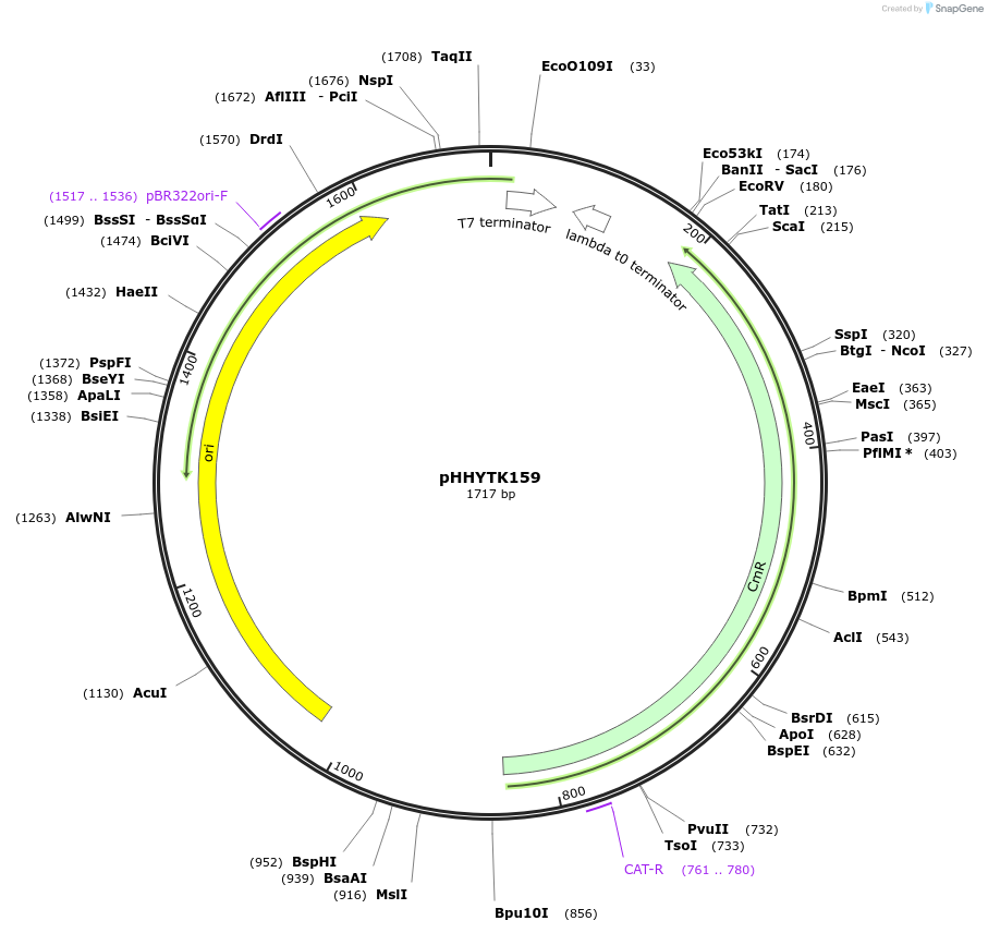200153-plasmid-map-sequence-id-392150