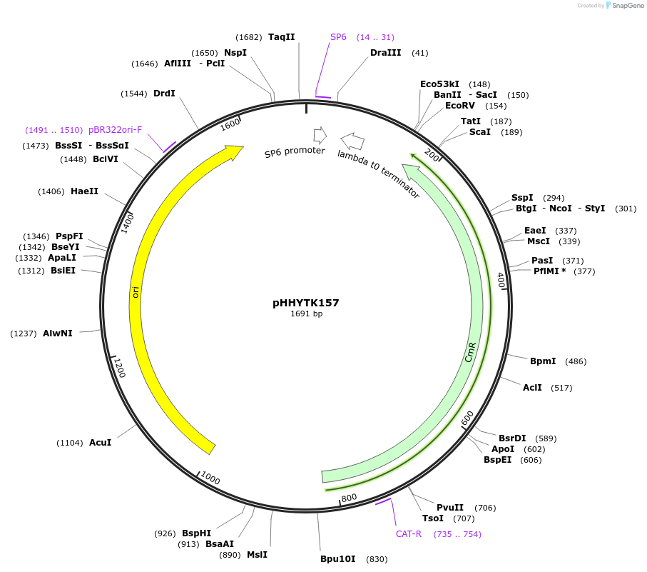 200151-plasmid-map-sequence-id-392154