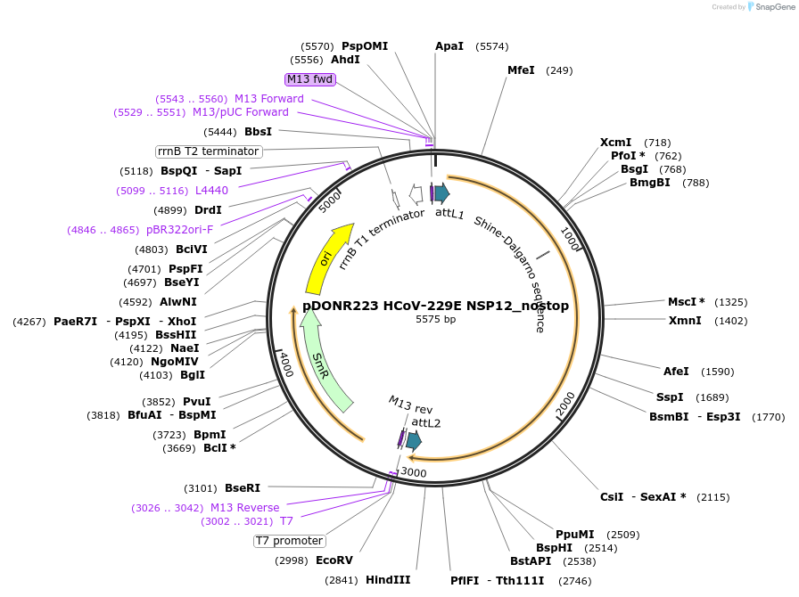 168738-plasmid-map-sequence-id-392159
