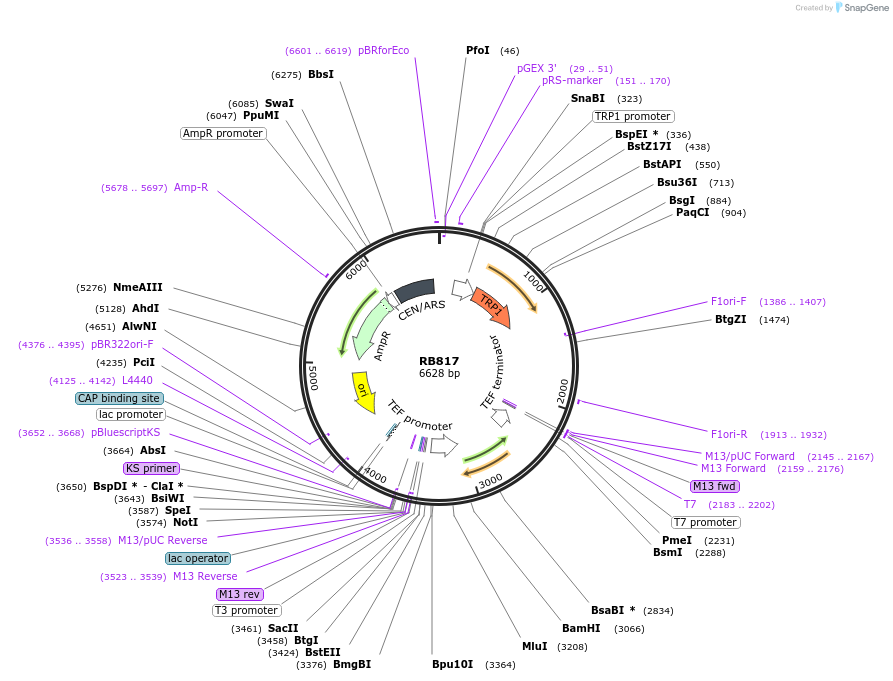 199145-plasmid-map-sequence-id-392160