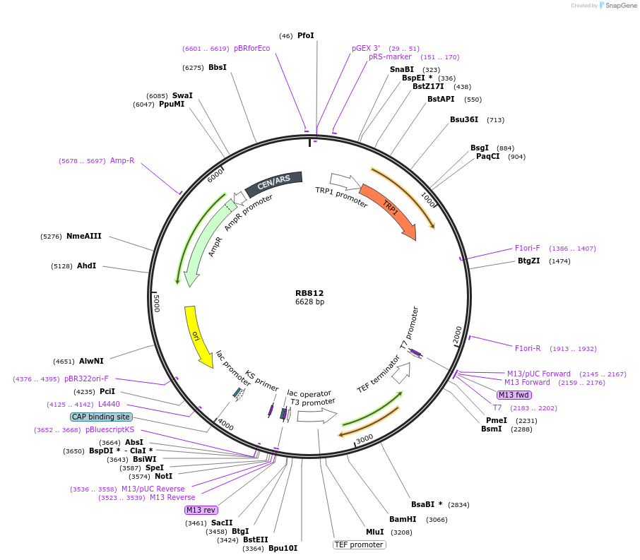 199140-plasmid-map-sequence-id-392175